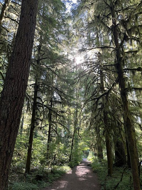 Silver Falls Forest Trail